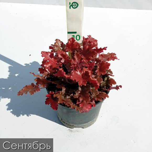 Гейхера Пич Крисп (Peach Crisp) купить с доставкой