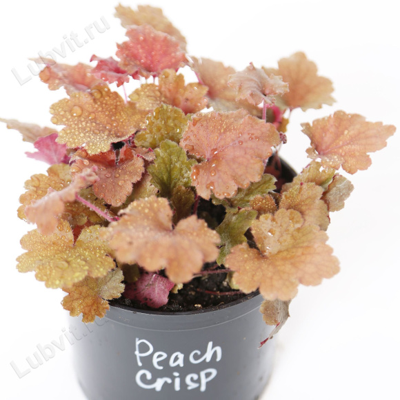 Гейхера Пич Крисп (Peach Crisp) купить с доставкой