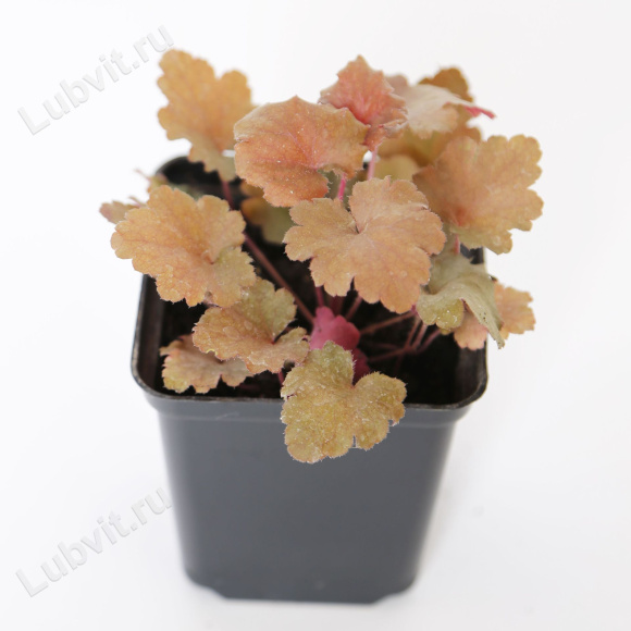 Гейхера Пич Крисп (Peach Crisp) купить с доставкой