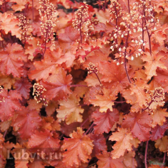 Гейхера Пич Крисп (Peach Crisp) купить с доставкой