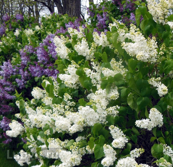 Сирень Память о Колесникове купить с доставкой