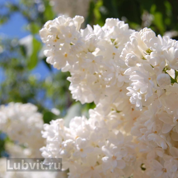 Сирень Память о Колесникове купить с доставкой