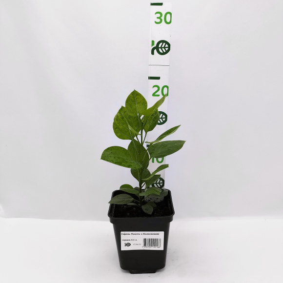 Сирень Память о Колесникове купить с доставкой