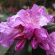 Рододендрон П.Дж.М. Элит (P.J.M. Elite) купить с доставкой