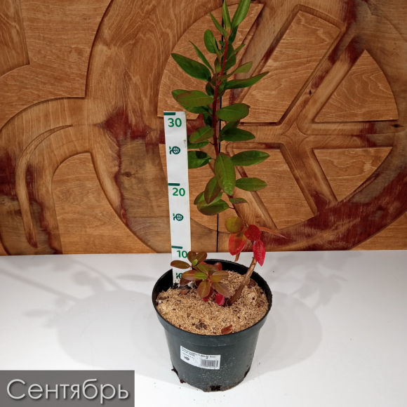 Рододендрон П.Дж.М. Элит (P.J.M. Elite) купить с доставкой