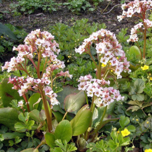 Бадан Зильберлихт (Silberlicht)