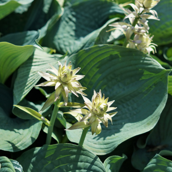 Хоста Брессингем Блю (Bressingham Blue) [L] купить с доставкой