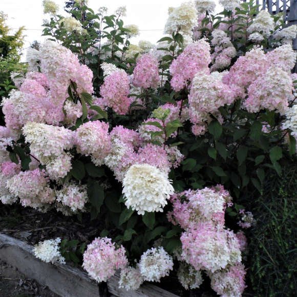 Гортензия Фантом (Phantom) метельчатая купить с доставкой
