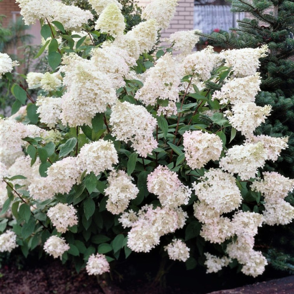 Гортензия Фантом (Phantom) метельчатая купить с доставкой