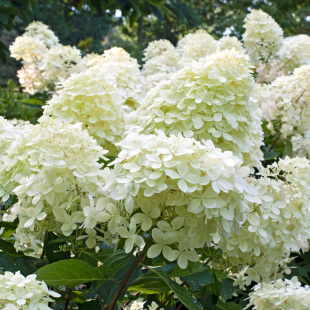 Гортензия Фантом (Phantom) метельчатая