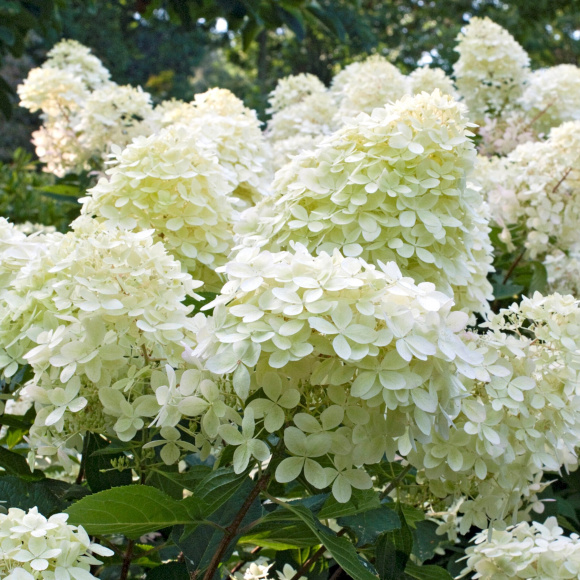 Гортензия Фантом (Phantom) метельчатая купить с доставкой