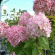 Гортензия Фантом (Phantom) метельчатая купить с доставкой