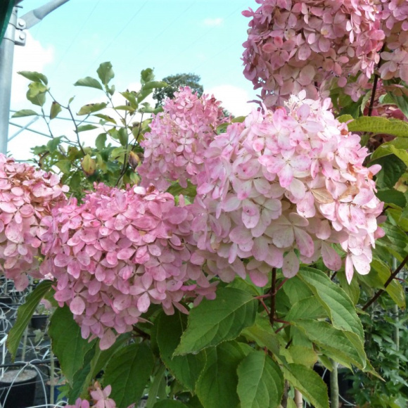 Гортензия Фантом (Phantom) метельчатая купить с доставкой