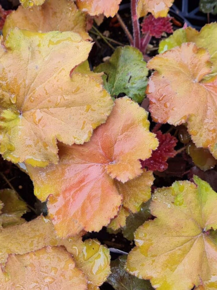 Гейхера Рекс Дарк Эмбер (Rex Dark Amber) купить с доставкой