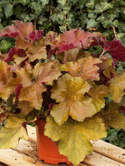 Гейхера Рекс Дарк Эмбер (Rex Dark Amber) купить с доставкой