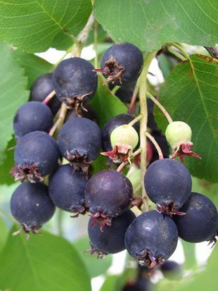 Ирга Смоуки