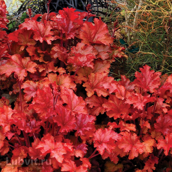 Гейхера Пич Фламбе (Peach Flambe) купить с доставкой