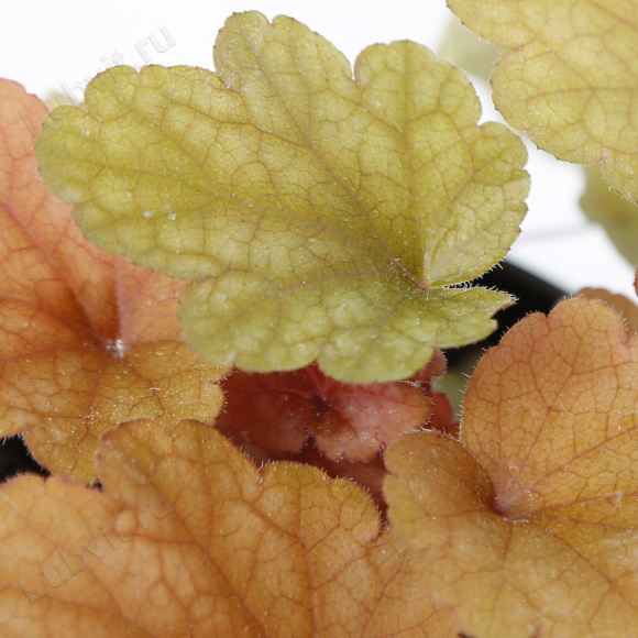 Гейхера Пич Фламбе лист (Heuchera Peach Flambe)
