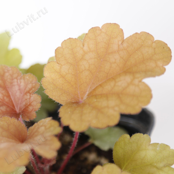 Гейхера Пич Фламбе лист (Heuchera Peach Flambe)