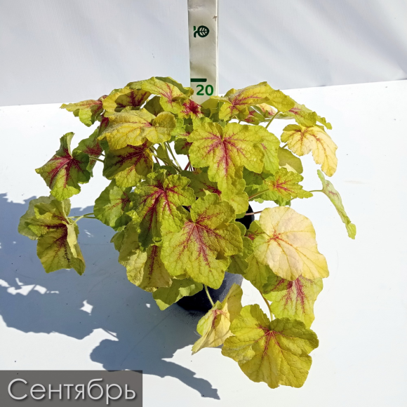 Гейхерелла Фаер Фрост (Fire Frost) купить с доставкой