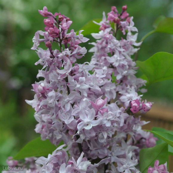 Сирень Олимпиада Колесникова купить с доставкой