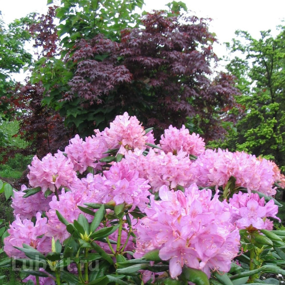 Рододендрон Розеум Элеганс (Roseum Elegans) купить с доставкой