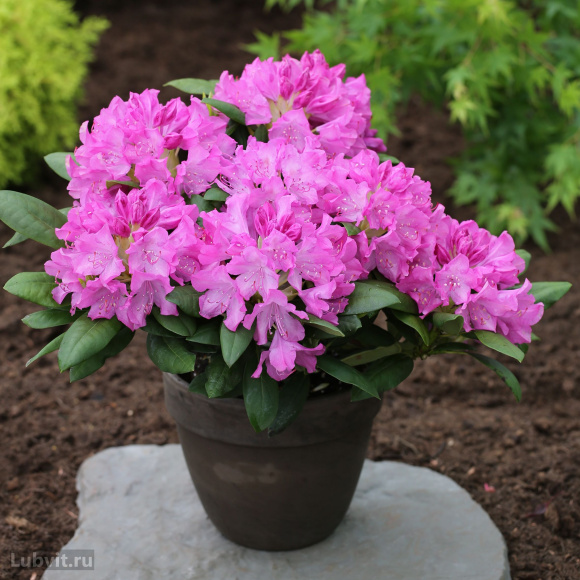 Рододендрон Розеум Элеганс (Roseum Elegans) купить с доставкой