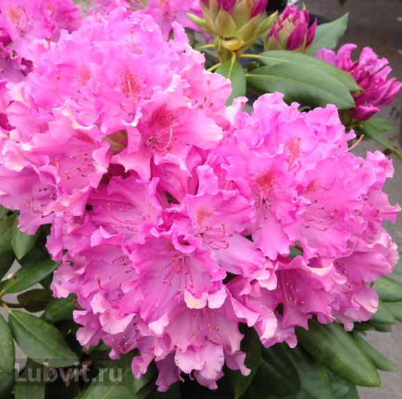 Рододендрон Розеум Элеганс (Roseum Elegans) купить с доставкой