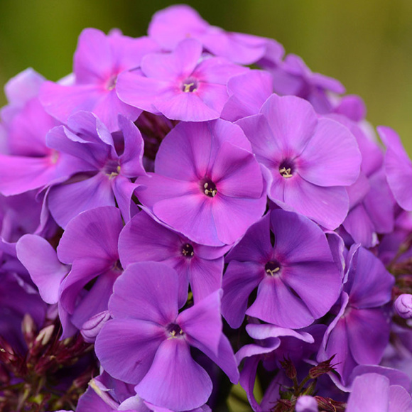 Флокс Ордынка купить с доставкой