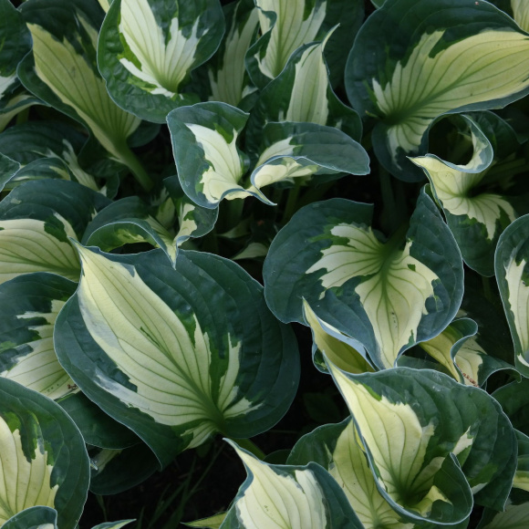 Хоста Колоред Халк (Colored Hulk) [M] купить с доставкой