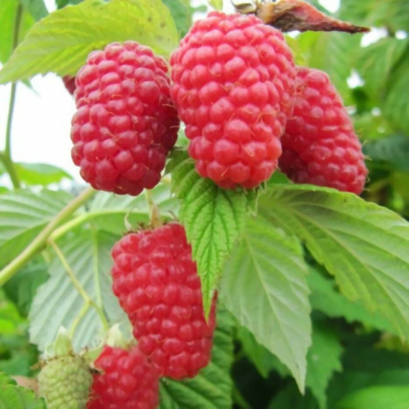 Малина Гусар купить с доставкой