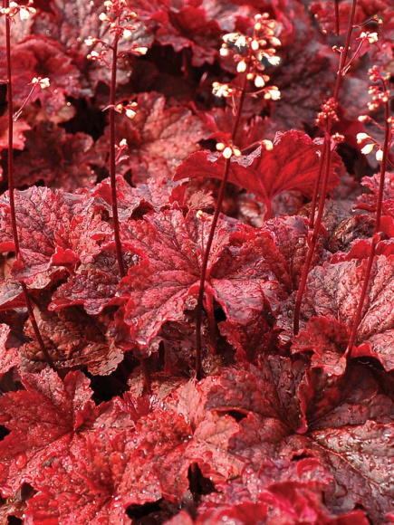 Гейхера Каджун Файр (Cajun Fire) купить с доставкой