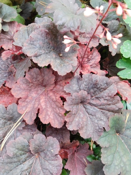 Гейхера Каджун Файр (Cajun Fire) купить с доставкой