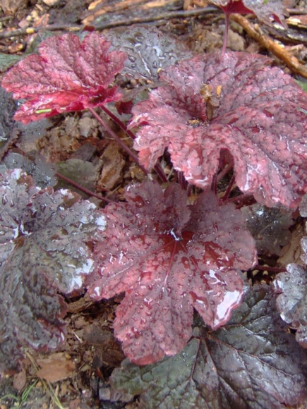 Гейхера Каджун Файр (Cajun Fire) купить с доставкой