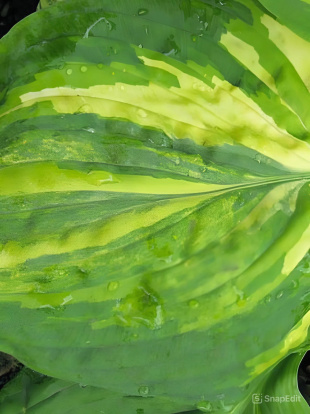 Хоста Гэлакси (Galaxy) [L]