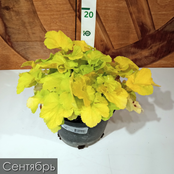 Гейхера Фисташ (Pistache) купить с доставкой