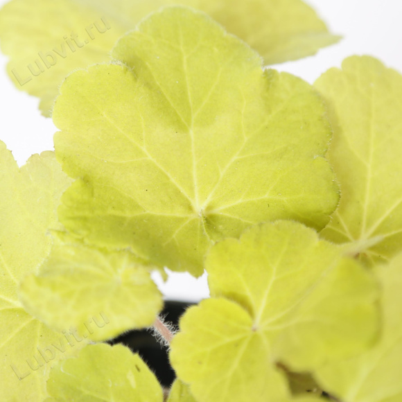 Гейхера Фисташ (Pistache) купить с доставкой