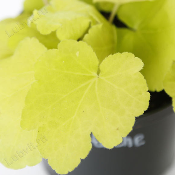 Гейхера Фисташ (Pistache) купить с доставкой