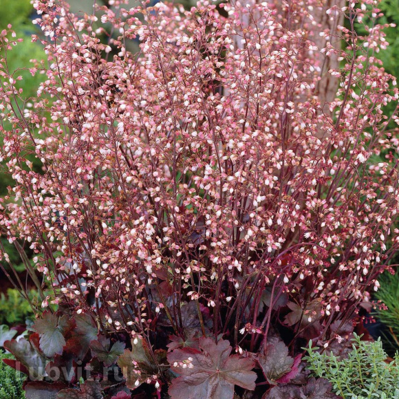 Гейхера Мини Маус (Mini Mouse) купить с доставкой