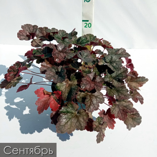 Гейхера Мини Маус (Mini Mouse)