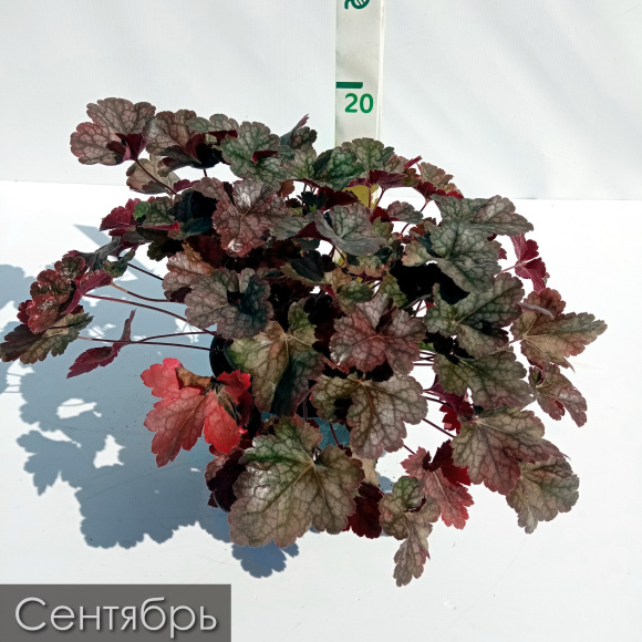 Гейхера Мини Маус (Mini Mouse) купить с доставкой