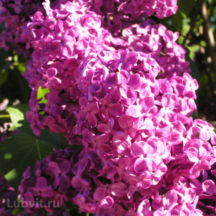 Сирень Красная Москва