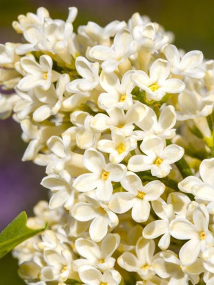 Сирень Примроуз (Primrose)