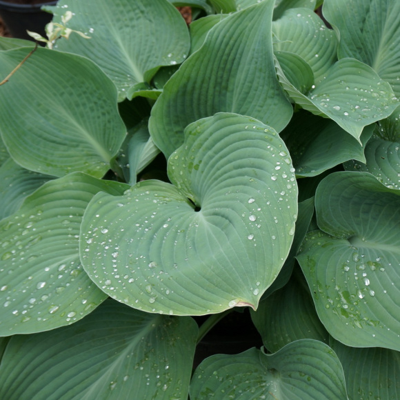 Хоста Биг Дэдди (Big Daddy) [L] купить с доставкой