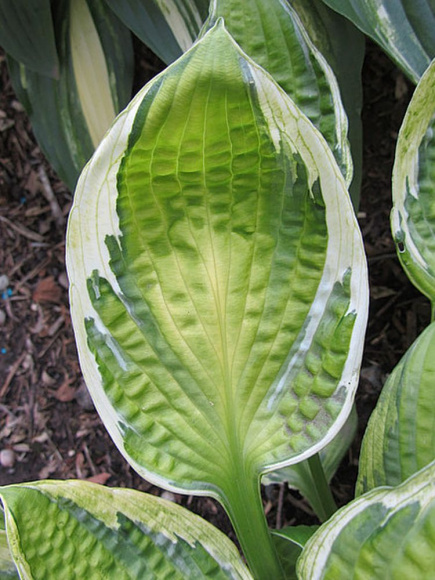 Хоста Кэптинз Эдвенчер (Captain's Adventure) [M] купить с доставкой