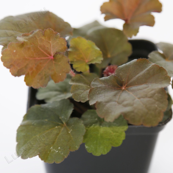 Гейхера Принц (Prince) купить с доставкой