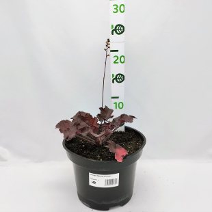 Гейхера Принц (Prince)