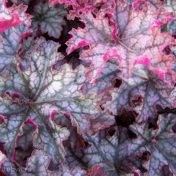 Гейхера Кан Кан (Can Can) купить с доставкой