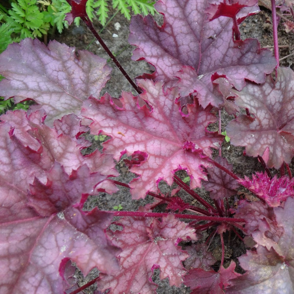 Гейхера Кан Кан