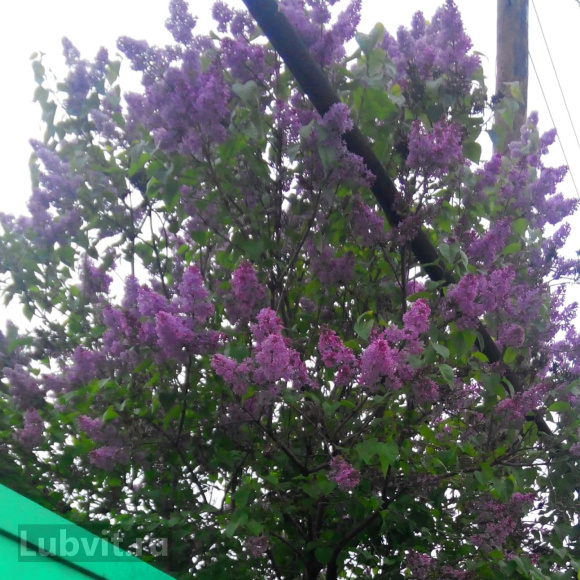 Сирень Виолетта (Violetta) купить с доставкой